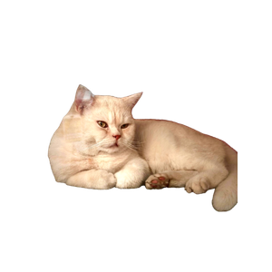 A Calm British Shorthair Cat Resting Comfortably Indoors. 17663 - Cat PNG image with transparent background